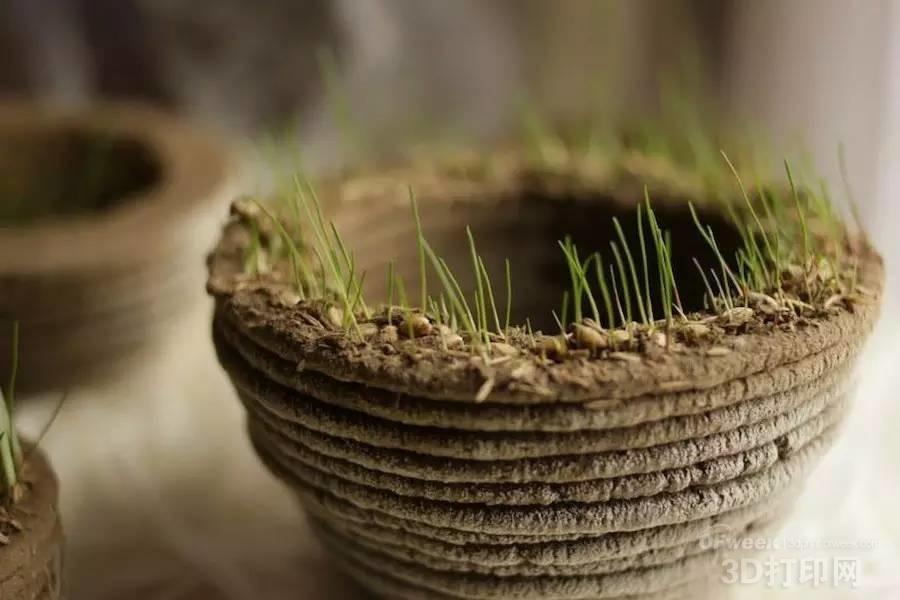 上面的種子開始發芽了