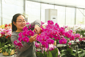 參展商家正在給蝴蝶蘭組盆