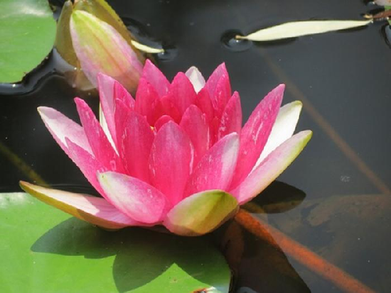 1.png 西安:科學家培育睡蓮新品種“天賜”