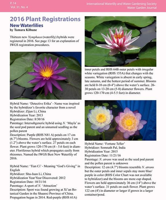 2.png 西安:科學家培育睡蓮新品種“天賜”