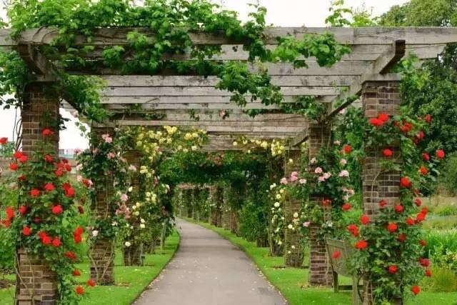 園藝：院子里夢境般的花果藤架