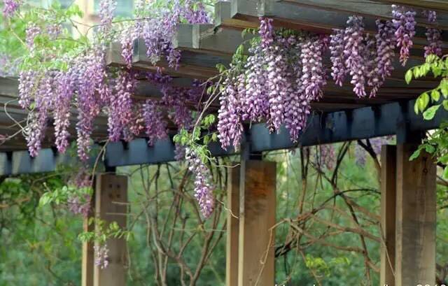 園藝：院子里夢境般的花果藤架