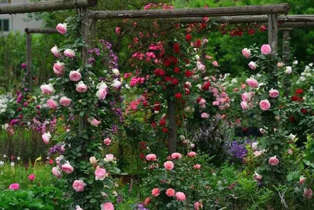 15.jpg 園藝:院子里夢境般的花果藤架