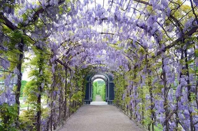 16.jpg 園藝:院子里夢境般的花果藤架