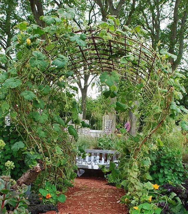 18.jpg 園藝:院子里夢境般的花果藤架