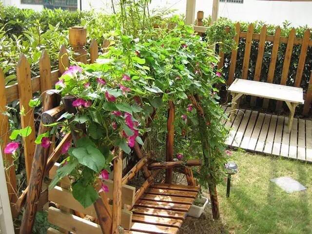 19.jpg 園藝:院子里夢境般的花果藤架