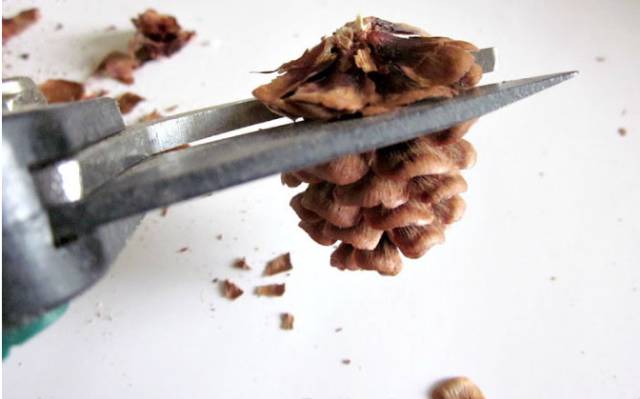 640-14.jpeg 松果飾品,那些你想不到的美麗