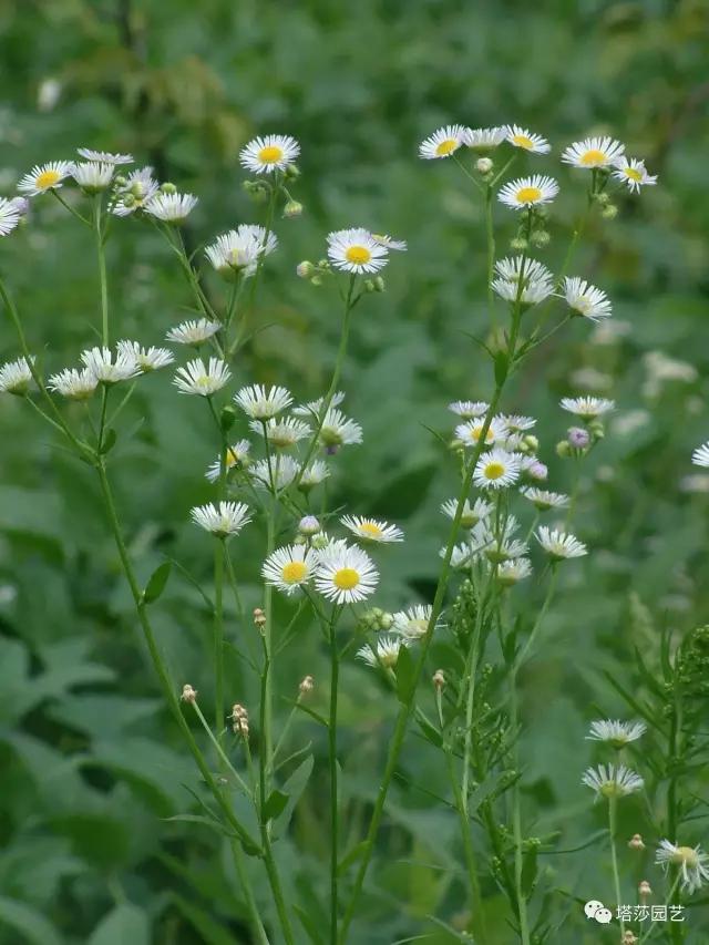 6.jpg 治愈系:《龍貓》中的植物世界(一)