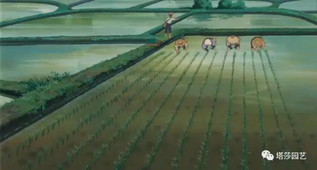 9.jpg 治愈系:《龍貓》中的植物世界(一)