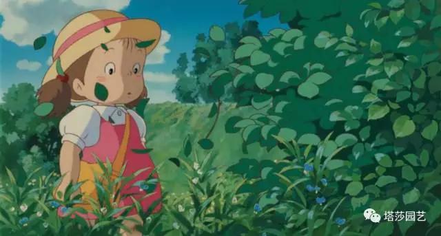 治愈系：《龍貓》中的植物世界（一）