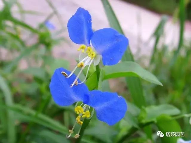 治愈系：《龍貓》中的植物世界（一）