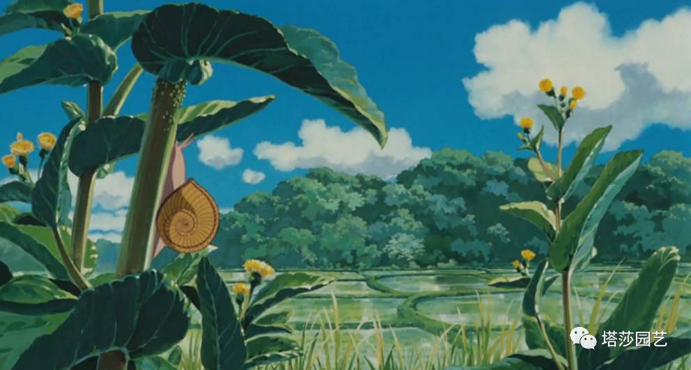 治愈系：《龍貓》中的植物世界（一）