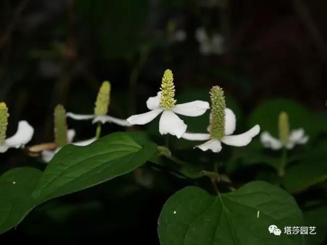 治愈系：《龍貓》中的植物世界（一）