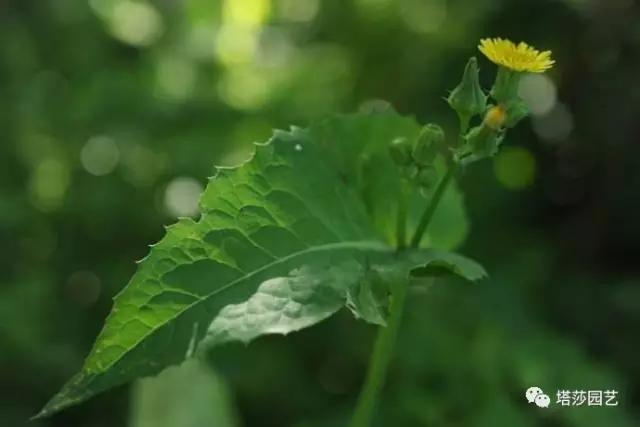 治愈系：《龍貓》中的植物世界（一）