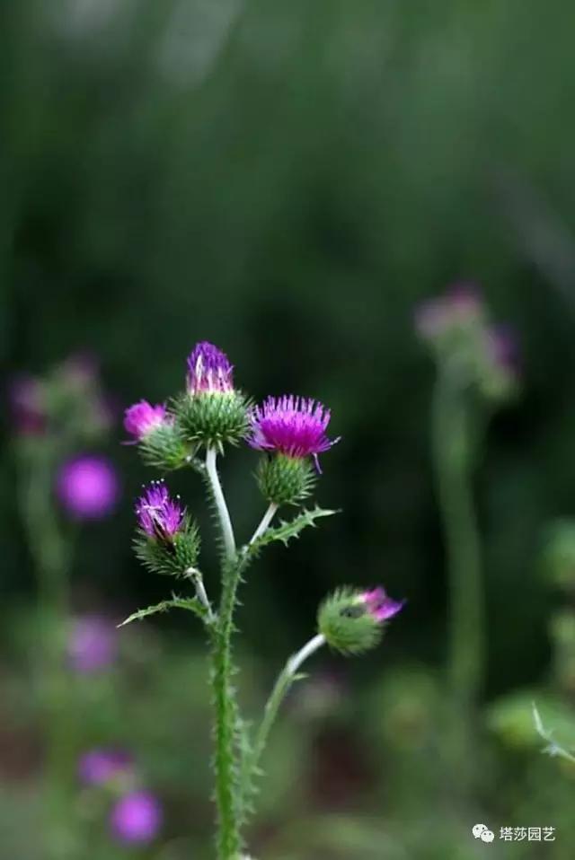 治愈系：《龍貓》中的植物世界（一）