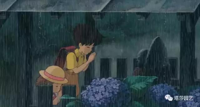 治愈系：《龍貓》中的植物世界（二）