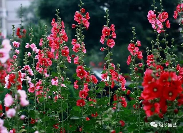 治愈系：《龍貓》中的植物世界（一）