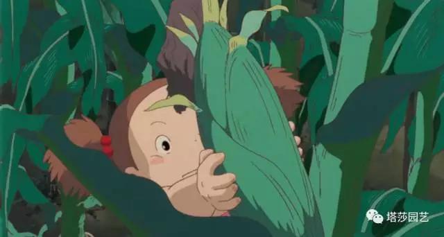 治愈系：《龍貓》中的植物世界（二）