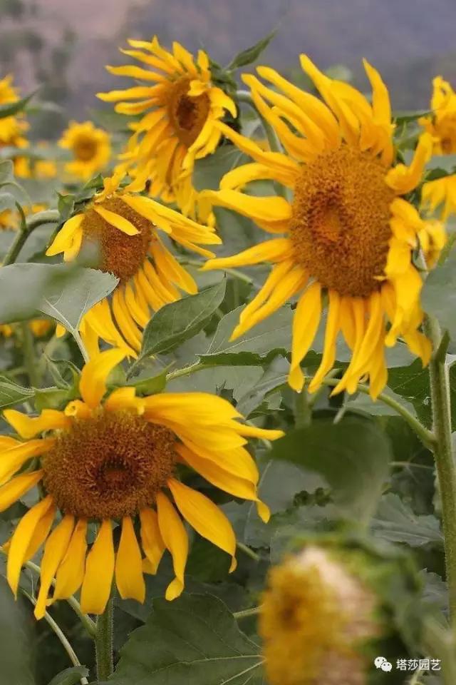 治愈系：《龍貓》中的植物世界（二）