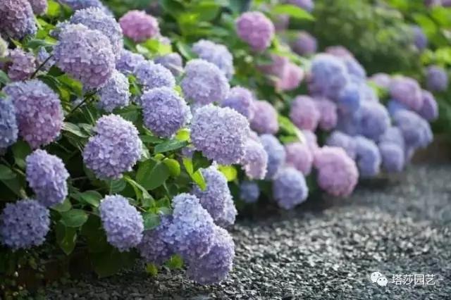 治愈系：《龍貓》中的植物世界（二）