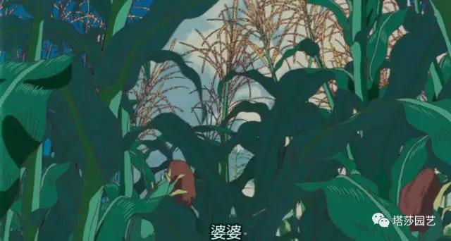 治愈系：《龍貓》中的植物世界（二）
