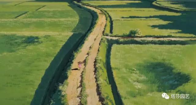 治愈系：《龍貓》中的植物世界（二）