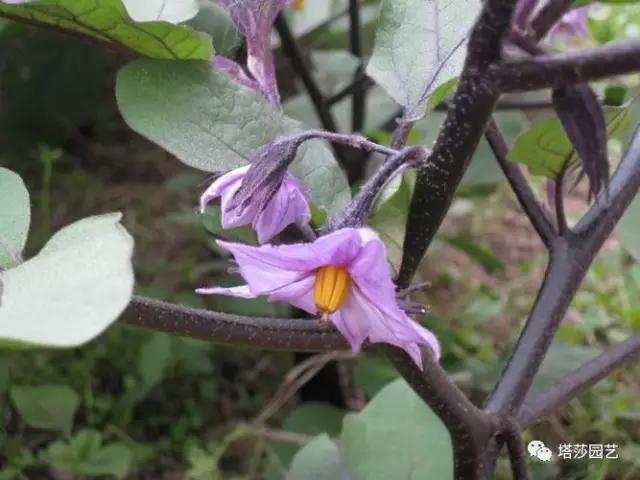 治愈系：《龍貓》中的植物世界（二）