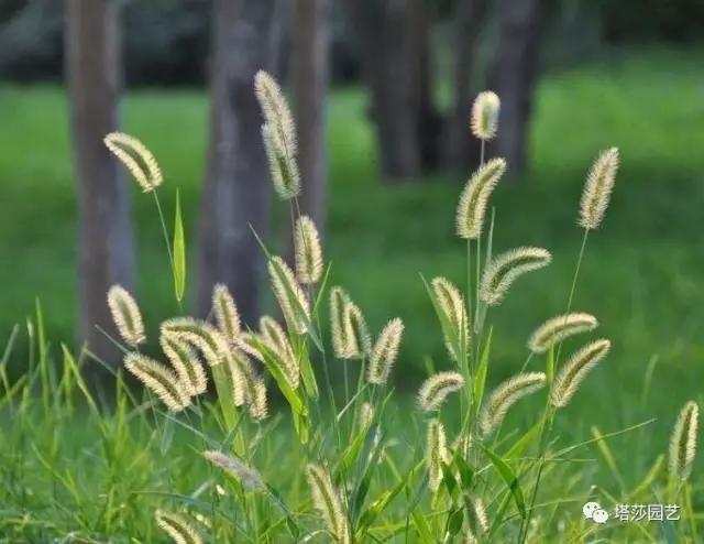 治愈系：《龍貓》中的植物世界（二）