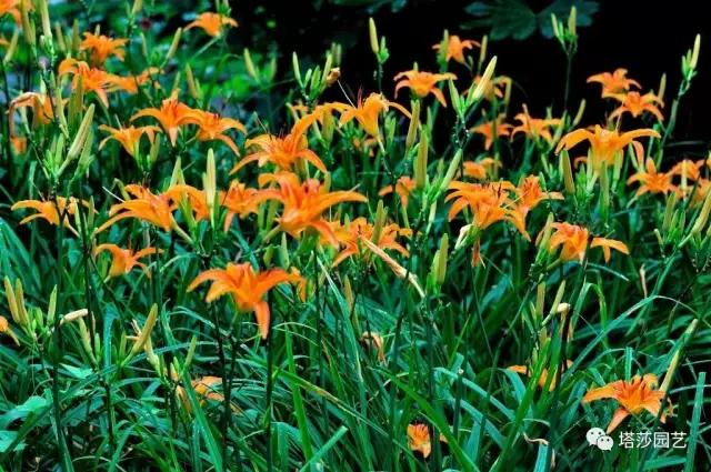 治愈系：《龍貓》中的植物世界（二）