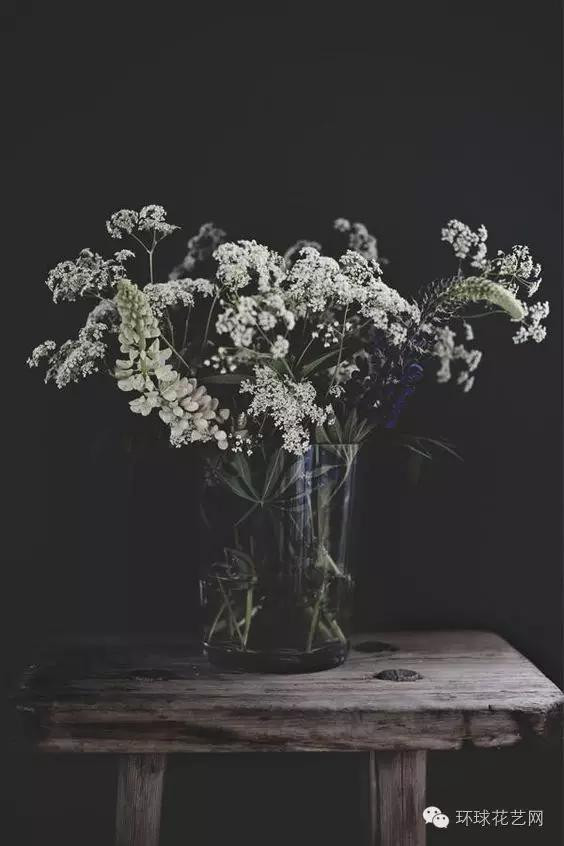 墜落人間的仙子—蕾絲