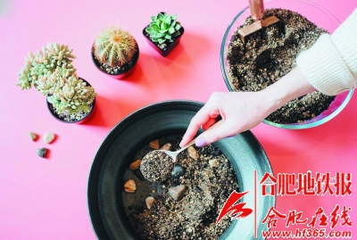 2.jpg 沙漠風(fēng)情的多肉植物拼盆