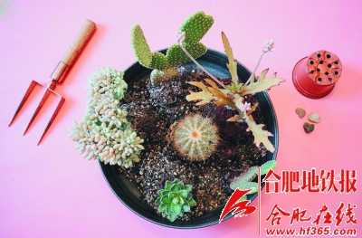 4.jpg 沙漠風(fēng)情的多肉植物拼盆