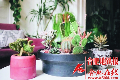5.jpg 沙漠風(fēng)情的多肉植物拼盆