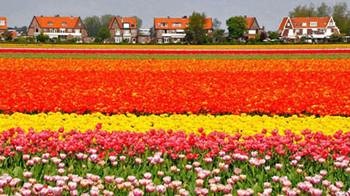 世界十大最美花海迷人眼球（組圖）