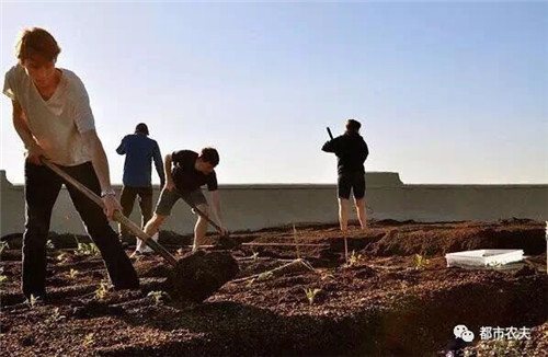 7_副本.jpg 全球最大屋頂菜園如何運營