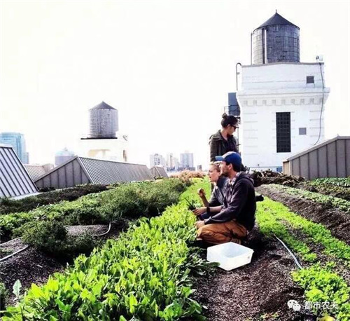 8_副本.jpg 全球最大屋頂菜園如何運營
