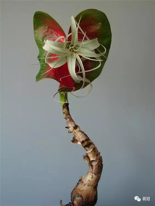 10_副本.jpg 彩掌切花作品欣賞