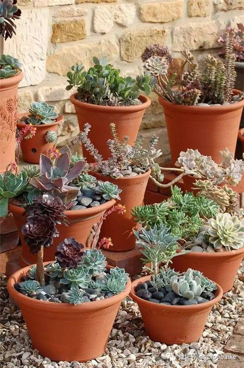 邱園——愿意愛好者的圣地