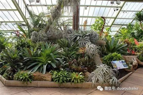 邱園——愿意愛好者的圣地