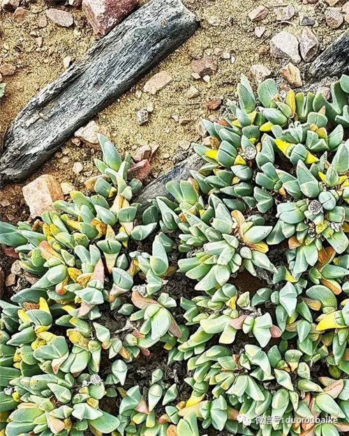 邱園——愿意愛好者的圣地