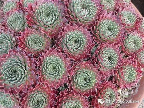 邱園——愿意愛好者的圣地