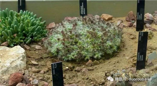 邱園——愿意愛好者的圣地