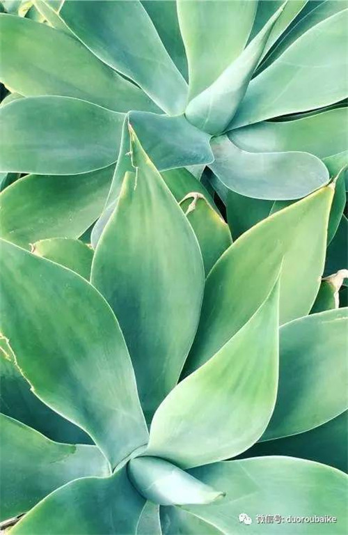 邱園——愿意愛好者的圣地