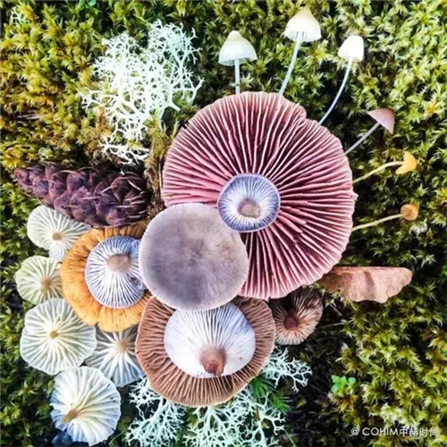 森林風景觀花藝 花藝設計:森林風景觀花藝跳出花藝同質化!