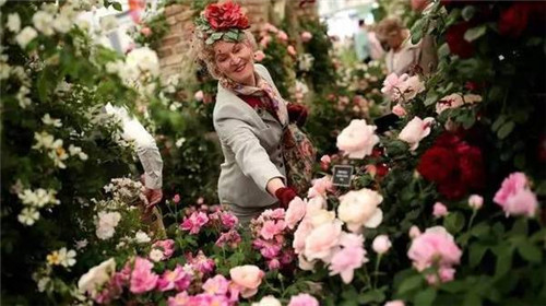 切爾西花展——園林愛好者的盛事