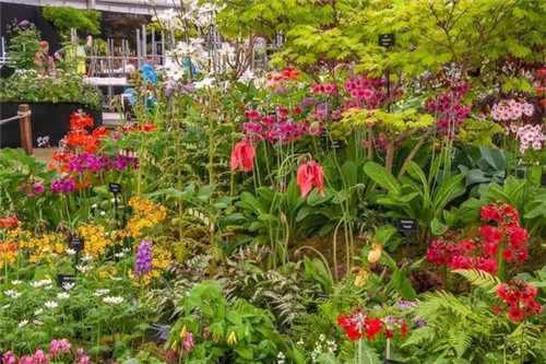 切爾西花展——園林愛好者的盛事
