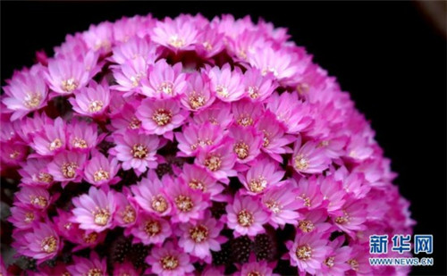 2017切爾西花展那些事