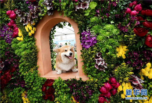 2017切爾西花展那些事