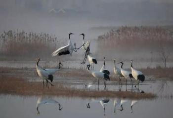 黃（渤）海候鳥棲息地（第一期）列入世界遺產(chǎn)名錄