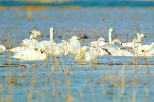 候鳥(niǎo)成群降落，官?gòu)d水庫(kù)化身天鵝湖